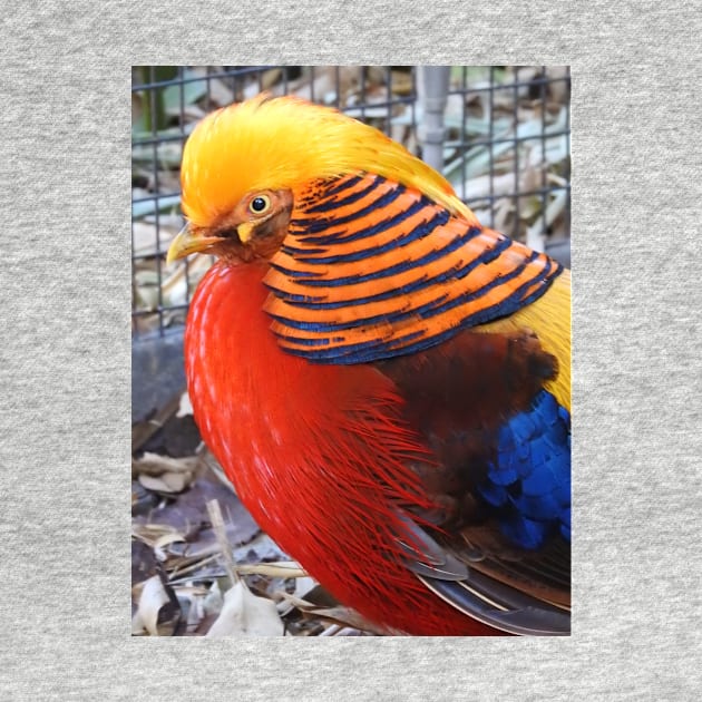 Golden Pheasant by kirstybush